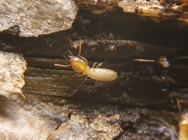 Selective focus of the small termite on decaying timber. The termite on the ground is searching for food to feed the larvae in the cavity.