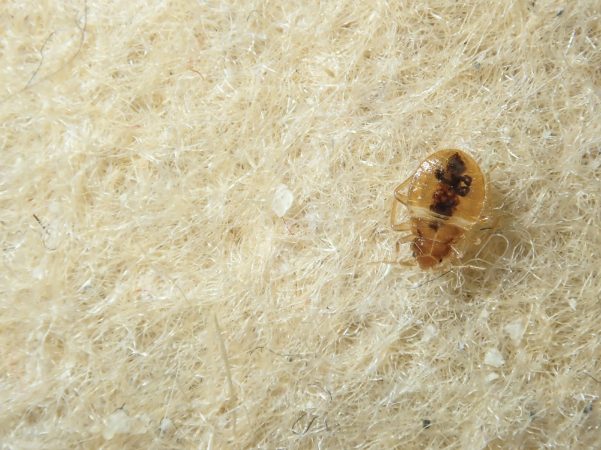 Bed Bug on the upholstery of the sofa